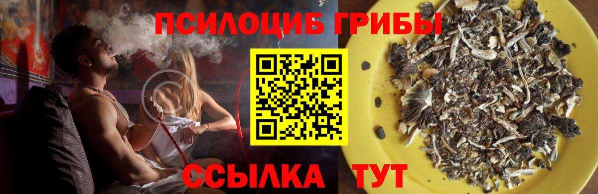 Псилоцибиновые грибы Cubensis  Галлюциногенные грибы прущие грибы  Мурманск  Вход с VPN 